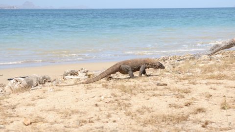 Walking Komodo dragon at the beach. 4K Beautiful background with turquoise beach with white sand in Komodo National Park, Indonesia.