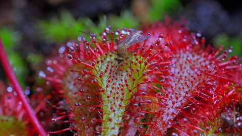 The carnivorous plant Sundew feeds on a mosquito. 
