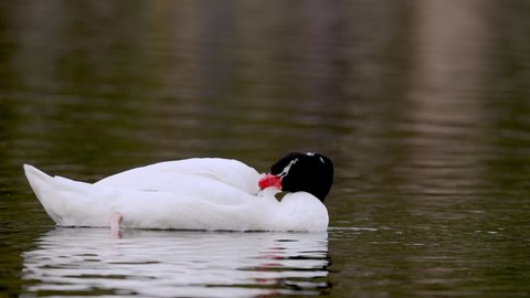 Close up shot of a wild black necked swan, cygnus melancoryphus, floating on a wavy lake, busy preening and grooming its feathers.