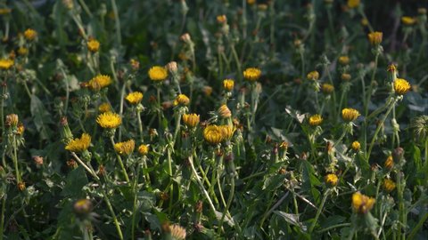 Time lapse: Flowering, opening in the meadow Common Dandelion.