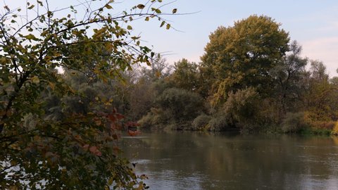 Autumn in a floodplain forest in the Dniester delta. Odessa region (Ukraine).