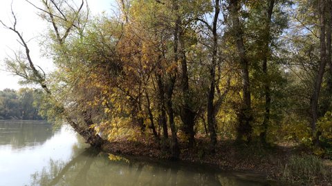 Autumn in a floodplain forest in the Dniester delta. Odessa region (Ukraine).