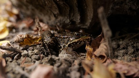 Autumn in a floodplain forest in the Dniester delta. Frogs seek shelter for wintering. Odessa region (Ukraine).