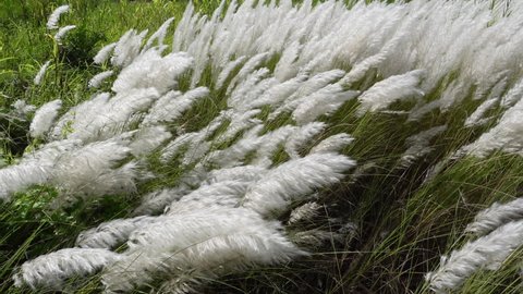 77 Kash Flower Stock Video Footage - 4K and HD Video Clips | Shutterstock 77 Kash Flower Stock Video Footage - 4K and HD Video Clips | Shutterstock