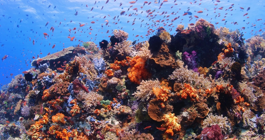 Colorful coral reef in komodo island