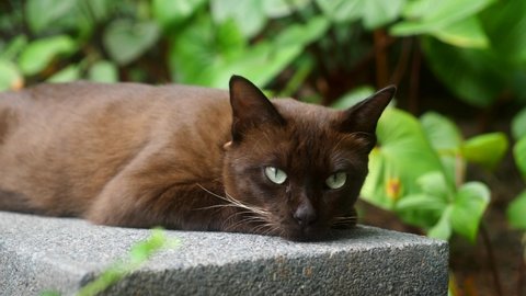 Cute cat with green eyes lying in outdoor green garden, relax and sleep. Fluffy domestic brown Siamese cat in collar on walk, looking at camera. Concept of home pets