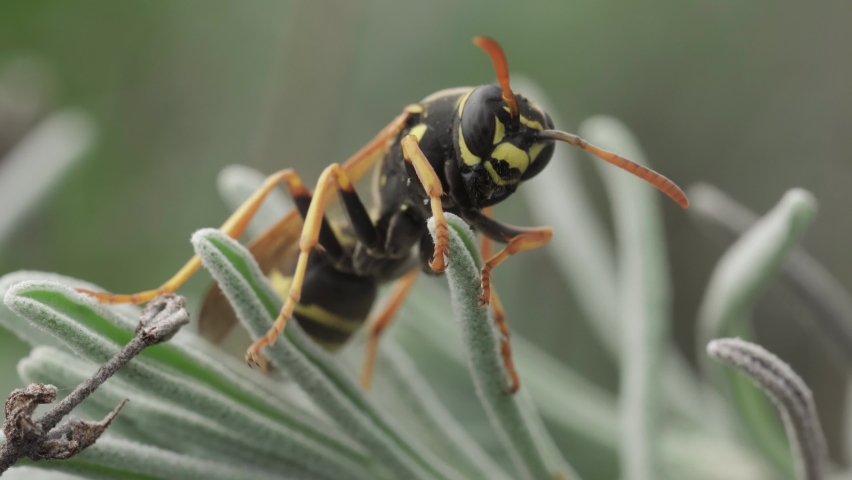 Wasp sleeping on a branch of lavender, macro