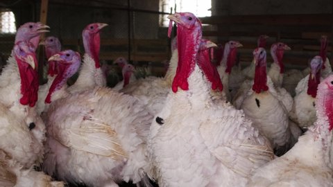 White turkeys in the dark room of the poultry farm are chirping, gobble and making sounds. Video with sound. 