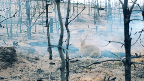 A rabbit is eating grass in the forest fire zone