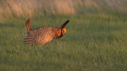 Greater Prairie Chicken Cock Breeding Display on Lek South Dakota Great Plains