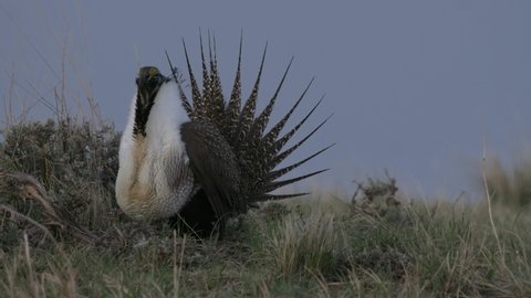 Sage Grouse Male Breeding Display Strutting Tail Feathers Spread Spring Morning