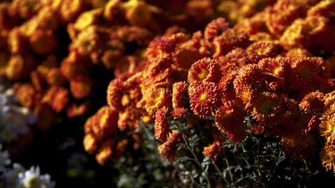 Close view of bright orange chrysanthemum bush rustling at light wind. Sunny day and a flowerbed with blooming daisies moving at breeze. Autumn season