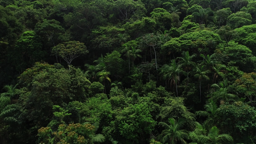 Atlantic forest, typical biome of the coast of Brazil - Gipóia Island - Angra dos Reis, Rio de Janeiro, Brazil Royalty-Free Stock Footage #1080950636