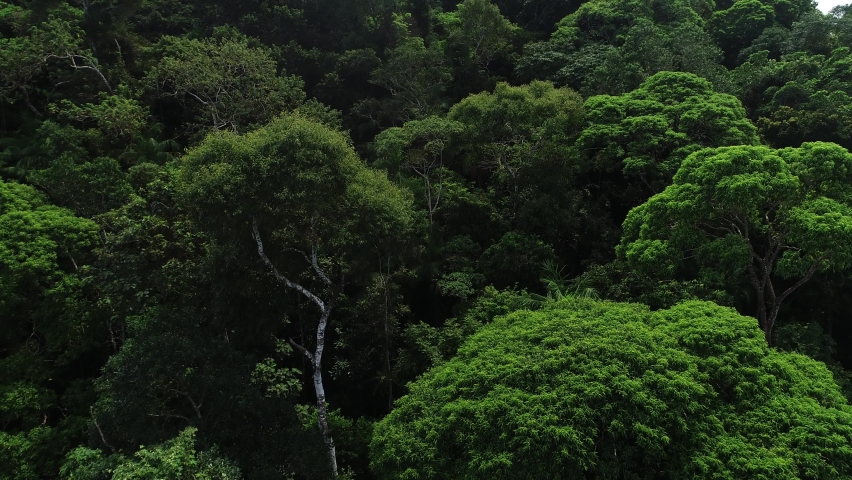 Atlantic forest, typical biome of the coast of Brazil - Gipóia Island - Angra dos Reis, Rio de Janeiro, Brazil | Shutterstock HD Video #1080950636