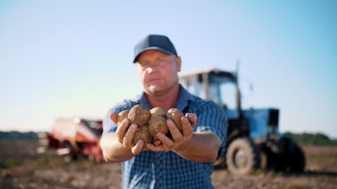 potato harvesting. potato tubers. farming. farmer holds in his hands large tubers of freshly harvested potatoes, in the field, against the background of a potato harvester, tractor.