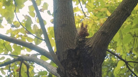Red-haired cute squirrel eats a nut on a tree. Feed the squirrels in the fall.