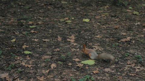 Red-haired cute squirrel looking for food in the park. Feed the squirrels in the fall.