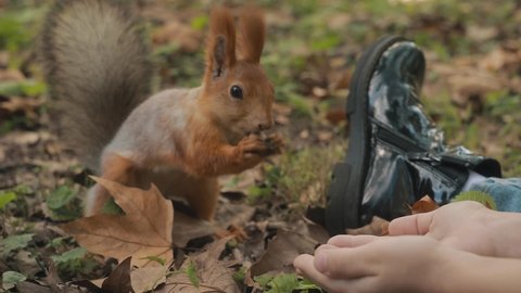 Red-haired Cute squirrel takes a nut from her hand. Feed the squirrels in the fall.