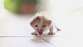 cute little kitten crawling on the floor funny cute pets at home Pets and young kittens, 4k video