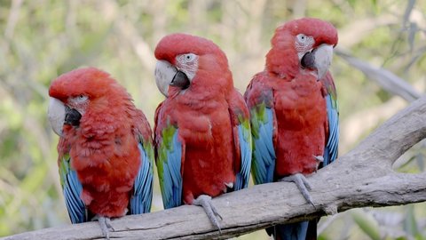 3 beautiful red scarlet macaw parrots perched on tree branch, close up