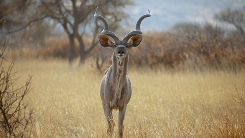 Young Male Kudu Antelope Staring and Alert in Namibia, Africa Grassland Savannah