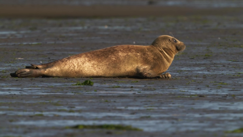 Harbor Seal At The Muddy Landscape Looks At The Camera On A Summer Weather. wide shot on dutch Mudflat at Texel island