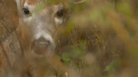 Close up zoom through undergrowth of deer as it chews cud and looks into the lens.