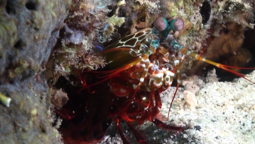 male peacock mantis shrimp looking out of its burrow next to coral reef, close-up shot showing front body parts including eyes, antennal scales and raptorial appendages
