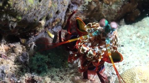 male peacock mantis shrimp looking out of its burrow next to coral reef, close-up shot showing front body parts including eyes, antennal scales and raptorial appendages