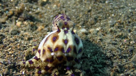 blue ringed octopus eating a crab