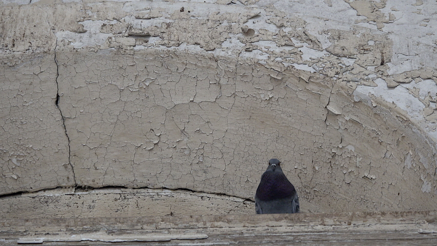 Pigeon coos under arch with cracked paint.