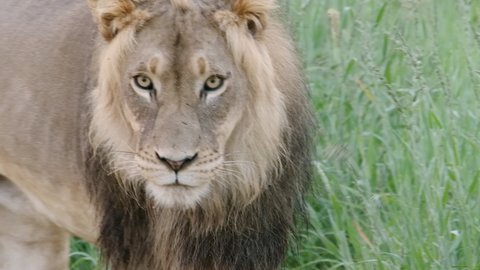 Beautiful medium closeup of a male lion walking towards the camera, Kalahari.