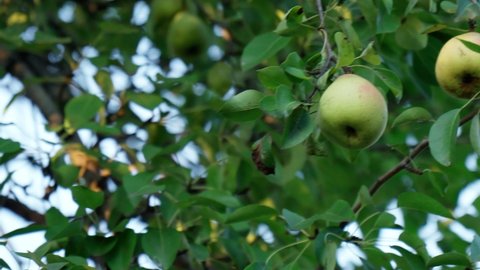 Organic pears in natural environment. Crop of pears in summer garden. Selective Focus.