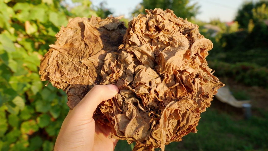 Dry tobacco leaves. Selective focus. Tobacco close up. Farm product for the manufacture of cigarettes and cigars