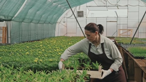 Tracking slowmo of mid-adult woman in apron walking through greenhouse carrying wooden crate with potted plants, then putting it on table for replanting