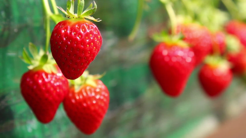 Strawberry fruit in vinyl house, Nonsan, South Korea | Shutterstock HD Video #1080963968