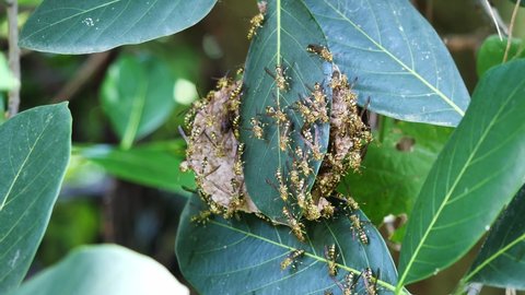 Eastern Yellowjacket paper wasps hive in green leaf plant tree, Group of European hornet or Common Vespa in forest, Yellow and black stripes on the body of tropical poisonous insect