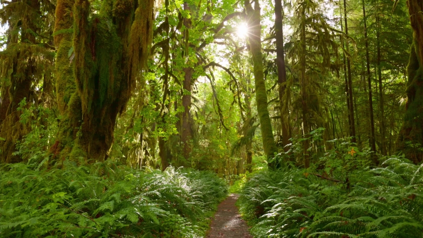 Camera moves along path among trees overgrown with moss and bushes. Rain forest in Olympic National Park, Washington, United States. 4K gimbal shot