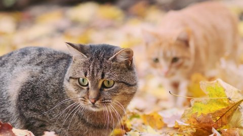 Two cats are playing with each other. Portrait of a gray cat and red cat in the autumn garden playing together 4K video. 
