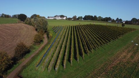 Hilly valley landscape in South Limburg, the Netherlands in the morning sun, grape fields, aerial