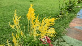 4k video of flowers in a beautiful yellow garden