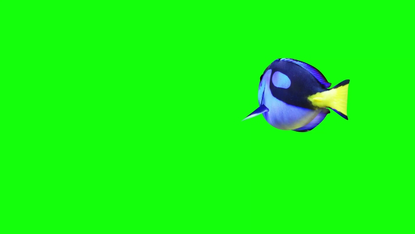 Blue Tang Fish Green screen Video, FISH Animation, Fish Swim green Screen Video, 3D Animation, Underwater, Single and Group, Near camera, aquatic animals, 4K Footage | Shutterstock HD Video #1080989165