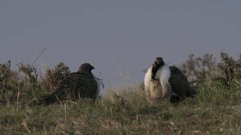 Pair of Greater Sage Grouse Cocks Males Breeding Display Spring Dawn Morning