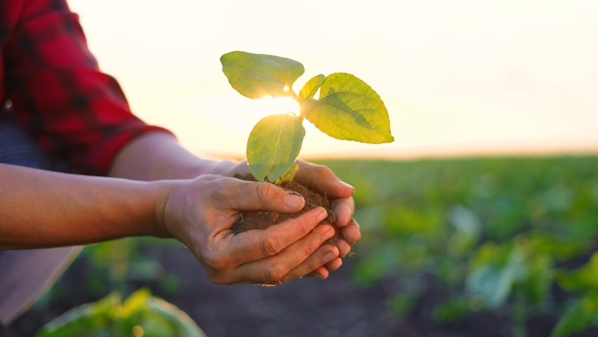 Agriculture. farmer a hands are lowered plant cultivation plant. business ecology agriculture gardening concept. farmer hands are planting soil with a plant. eco agriculture life concept at sunset | Shutterstock HD Video #1080990062