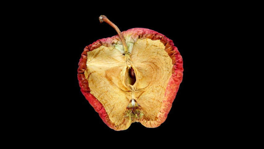 The apple half dries out and shrinks, high quality time lapse shot, isolated fruit on black. Red peel and green inside, color turns brown, becoming shriveled and reduced in size Royalty-Free Stock Footage #1080990179
