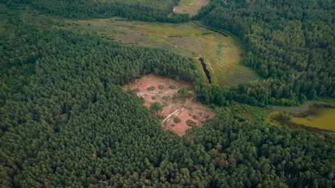 Drone footage of deforested pine forest. Cutting trees in the countryside, negative effect on environment