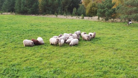 Aerial shot of sheep herd grazing on grass in green field. Orbiting around sheep herd. Circling shot