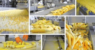 Industrial production of corn in food processing plant, multi screen. People working, sorting corn cob on a conveyor belt in food factory. Montage several different video shots in collage