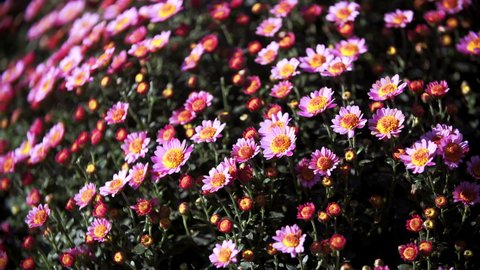 Close view of a large beautiful pink chrysanthemum bush rustling at light wind. Sunny day and a flowerbed with amazing blooming daisies moving at breeze. Autumn season