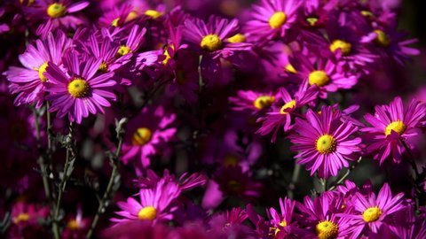 Close sliding view of amazing pink and yellow chrysanthemums rustling at light wind. Sunny day and a flowerbed with amazing blooming daisies moving at breeze. Autumn season